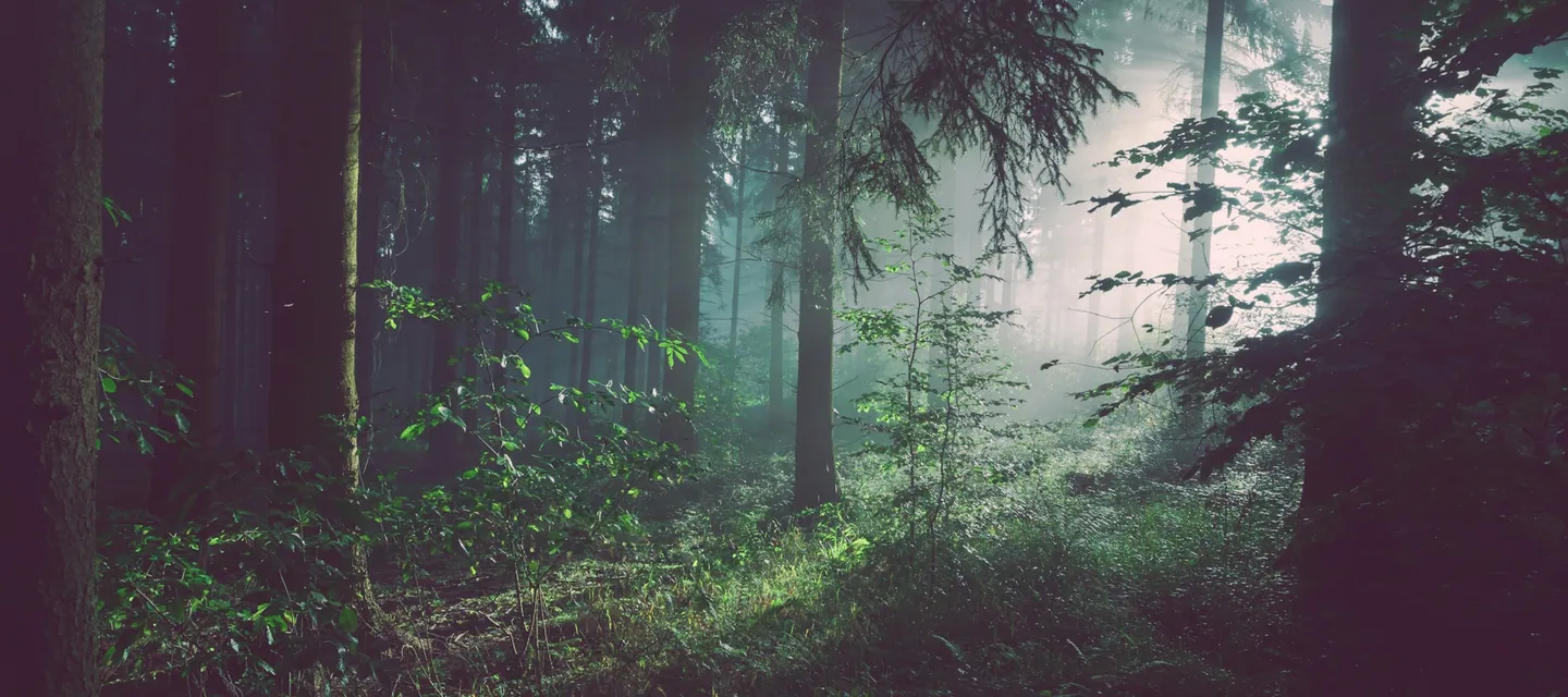 Lumière naturelle entre les arbres d’une forêt